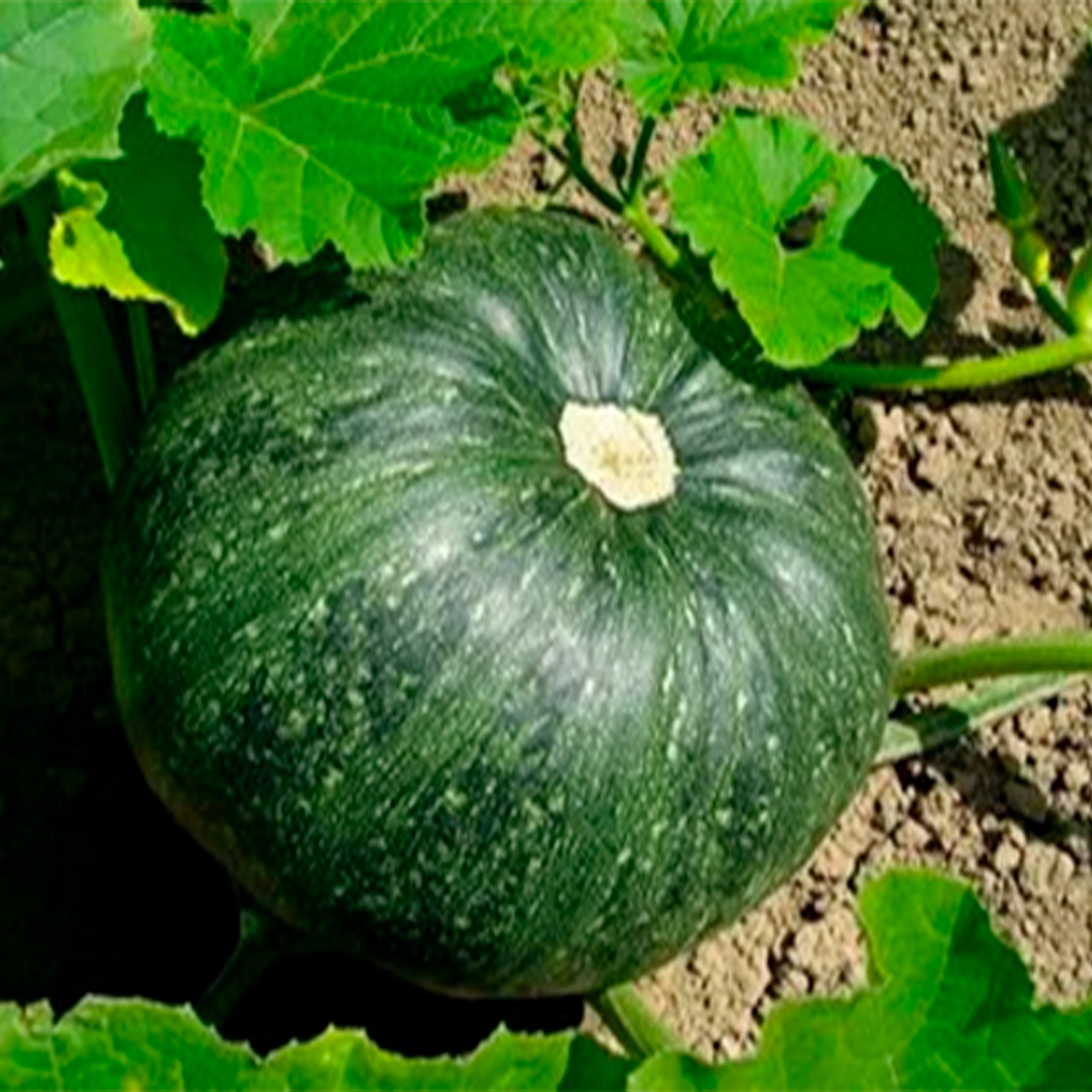 Cultivo 2